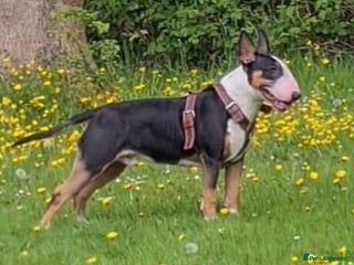 English Bull Terrier dogs - Advert 10