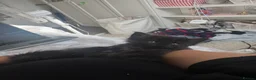 Mixed Breed cats for sale: 2 beautiful long haired female kittens in Swindon - Advert 8