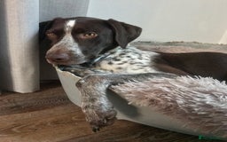 Mixed Breed dogs for sale: German pointer cross collie - Image 2