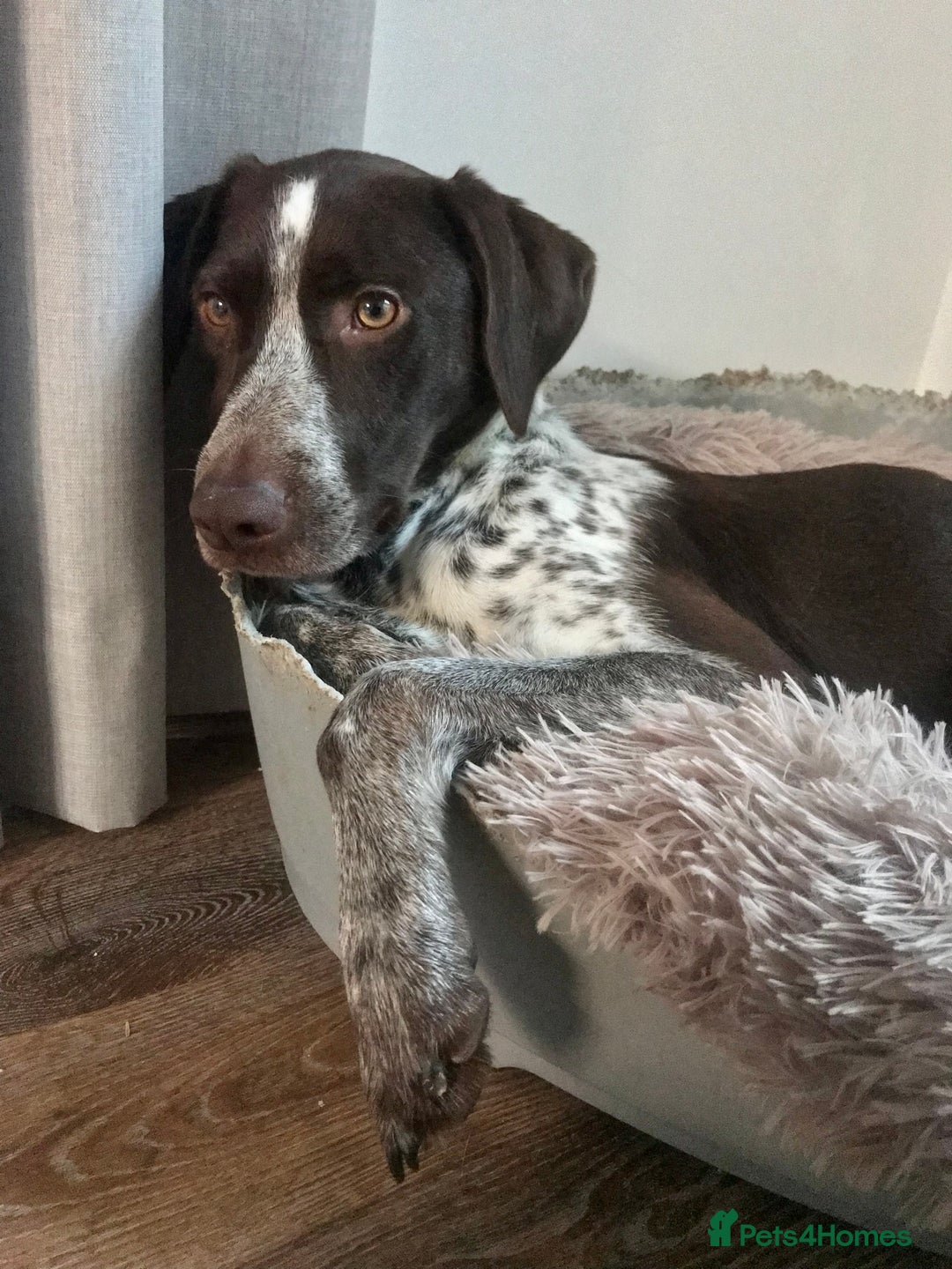 Mixed Breed dogs for sale: German pointer cross collie - Image 2