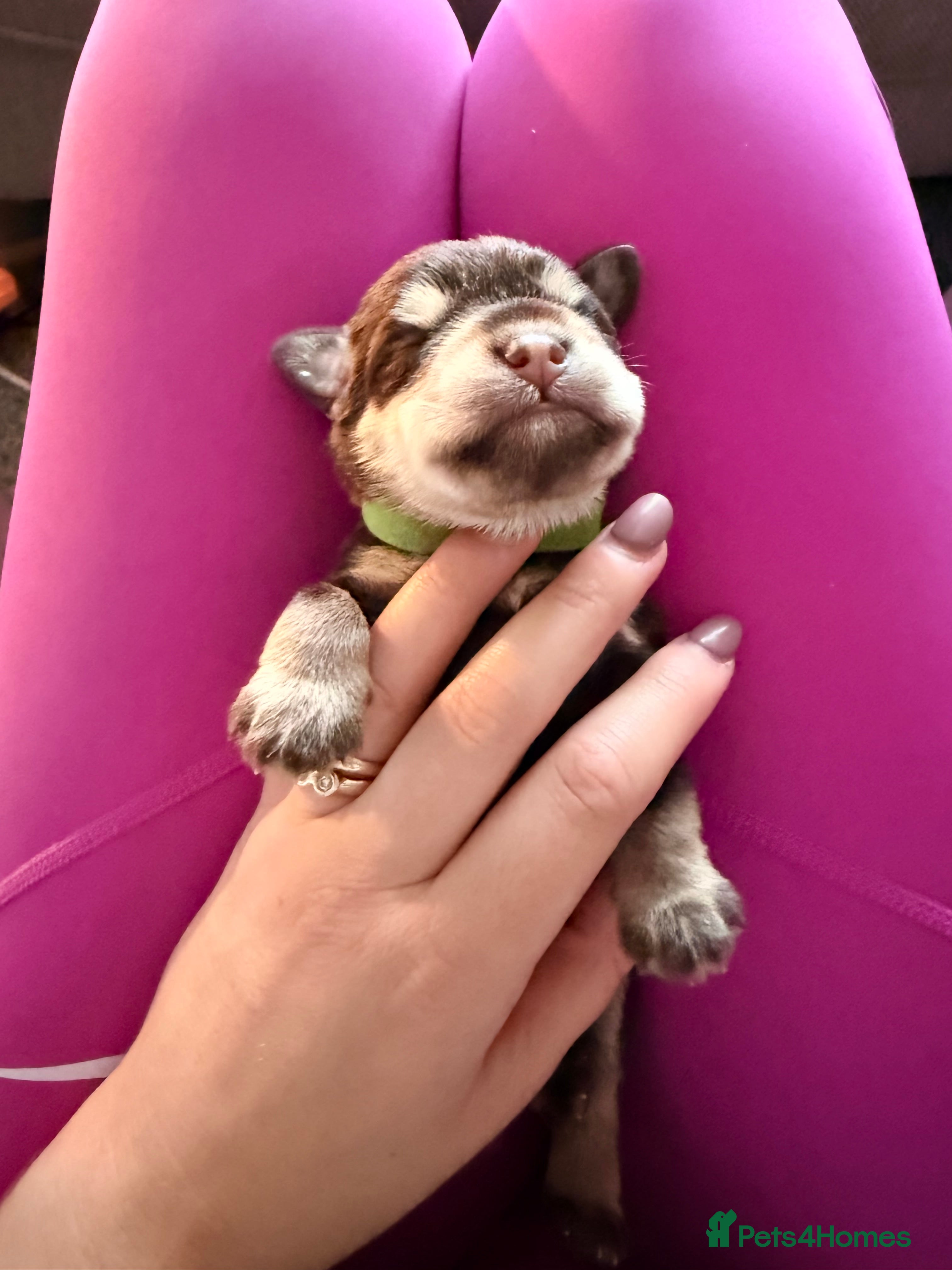 Miniature Schnauzer dogs Toy Asian Schnauzers & Mini Asian Schnauzers  - Advert 2