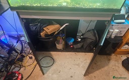 Angelfish fish for sale: Aquarium need gone asap with fish - Image 2