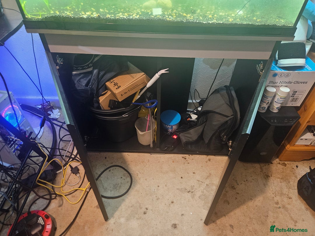 Angelfish fish for sale: Aquarium need gone asap with fish - Image 2