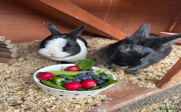 Mixed Breed rabbits in Lymington - Advert 2