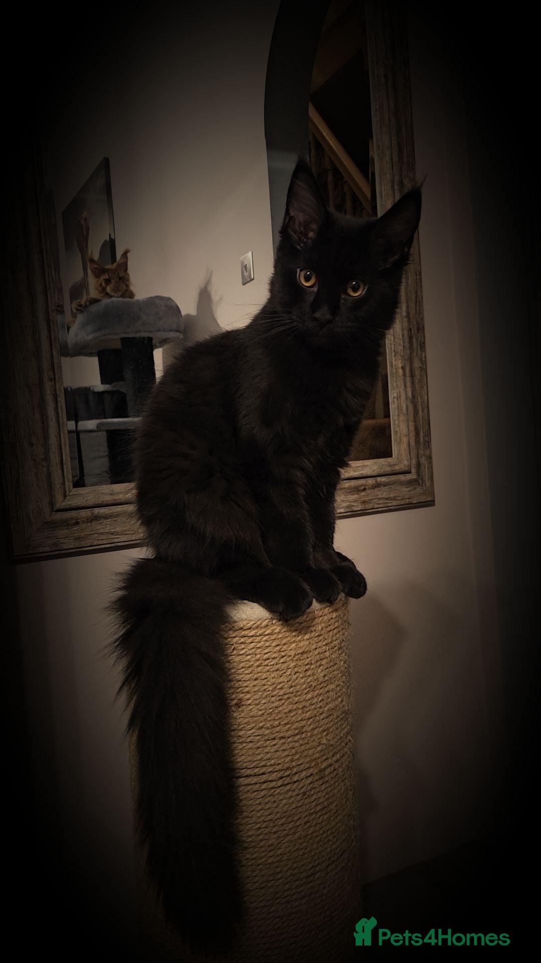 Maine Coon cats for sale: ✨7 Pure Bred Maine Coon Kittens✨ - Advert 9