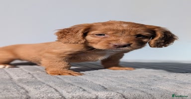 Cocker Spaniel dogs - Advert 9