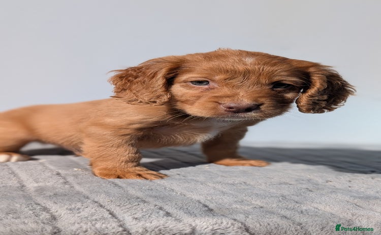 Cocker Spaniel dogs - Advert 15