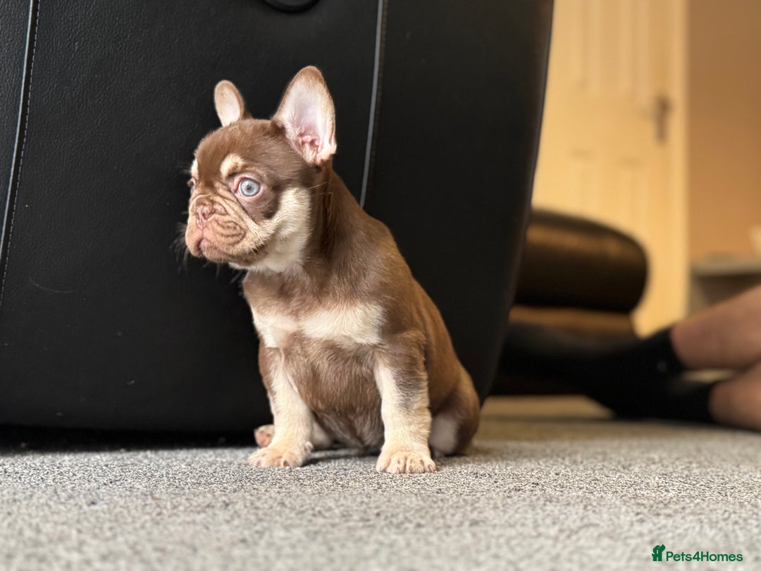 French Bulldog dogs for sale: 1 female available  READY TO LEAVE,   - Image 13