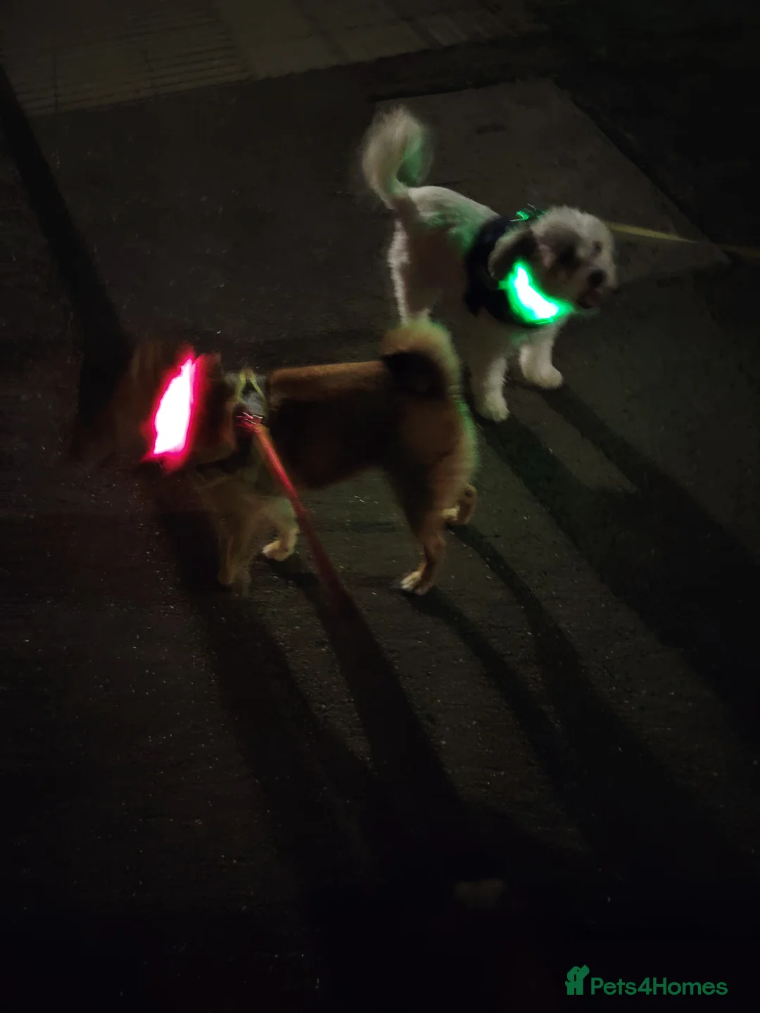 Japanese Shiba Inu dogs for sale: KC Reg Japanese Shiba Inu Male - Advert 6