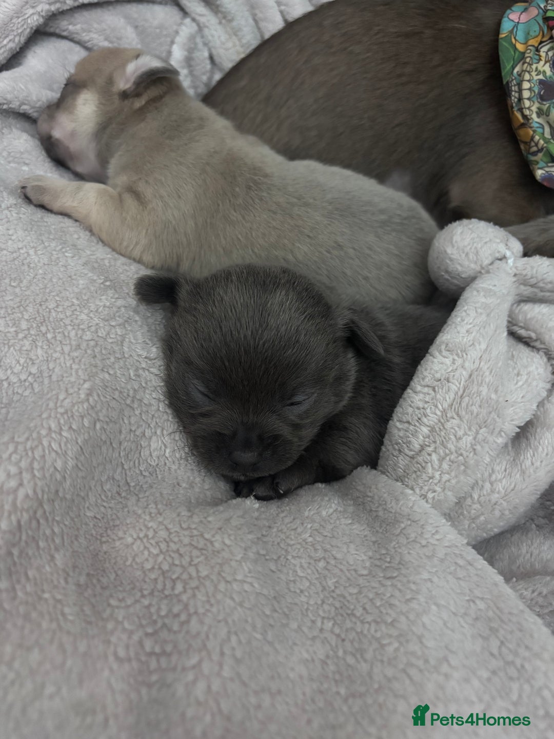 Chihuahua dogs for sale: KCREG Long/Shorthair chihuahua Champ/russian Lines - Advert 30