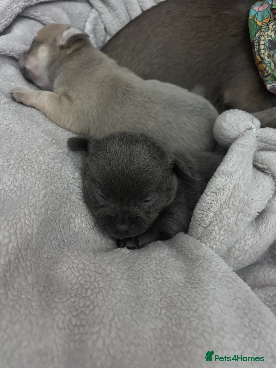 Chihuahua dogs for sale: Last boy KC REG chihuahua Champ/russian READY NOW - Advert 24