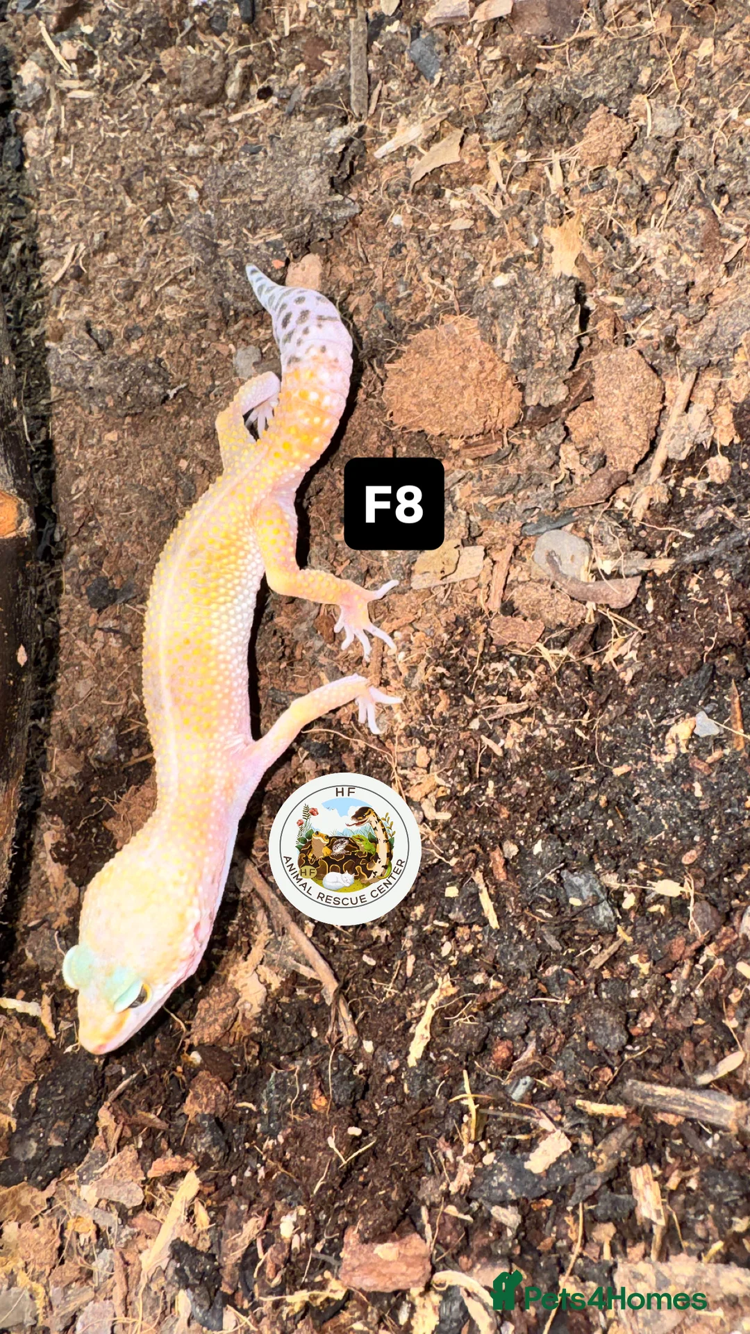 Gecko reptiles for sale: Lizards for rehome  - lot to choose from  in Nottingham - Advert 6