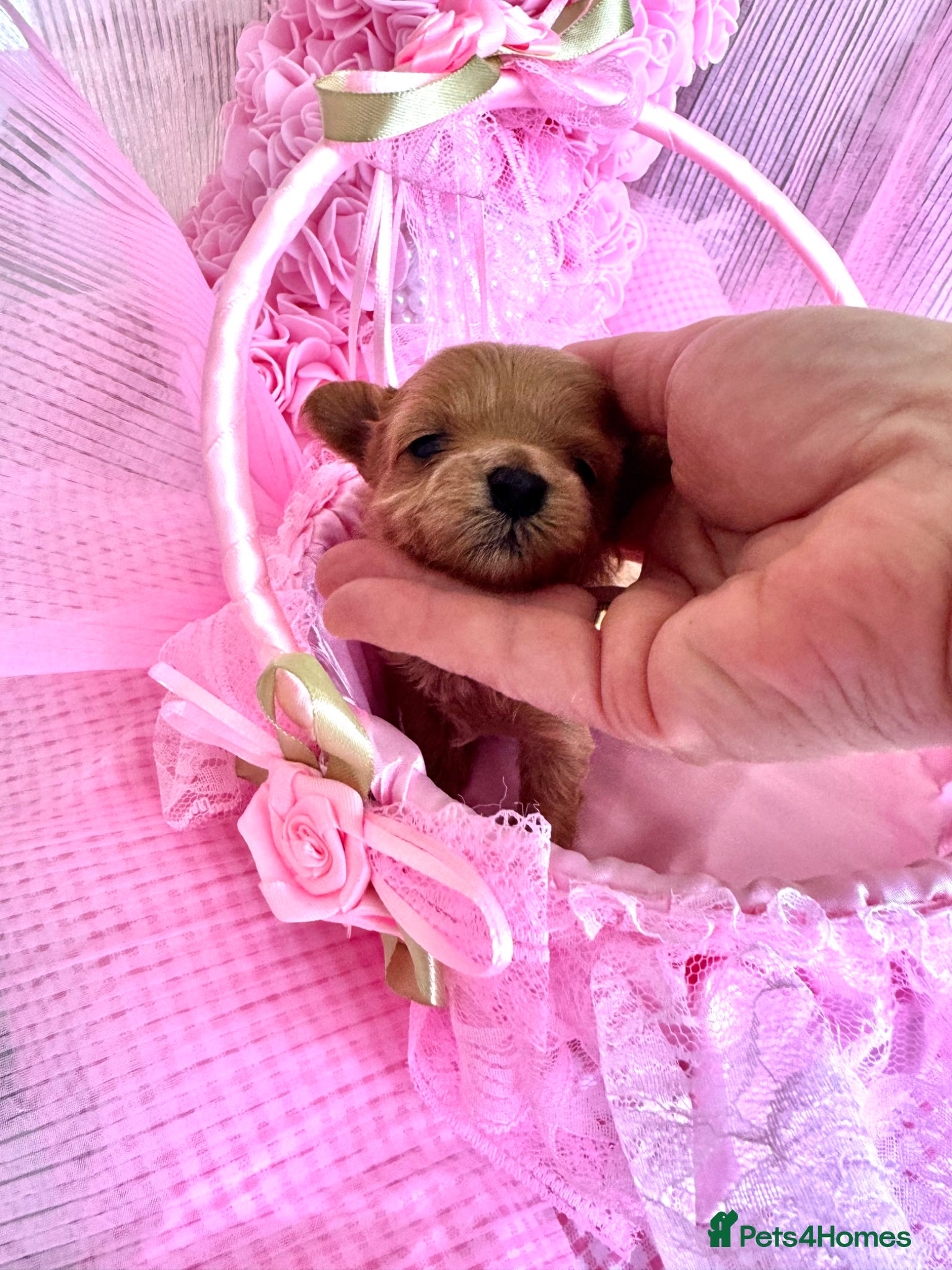 Maltipoo dogs 💎 Prestige Luxury Maltipoo DNA Tested  Parents 💎 - Advert 9