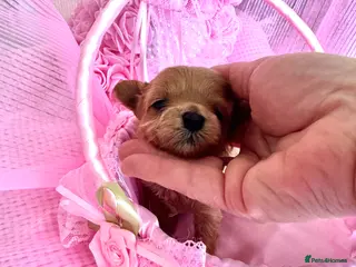 Maltipoo dogs 💎 Prestige Luxury Maltipoo DNA Tested Parents 💎 - Advert 9