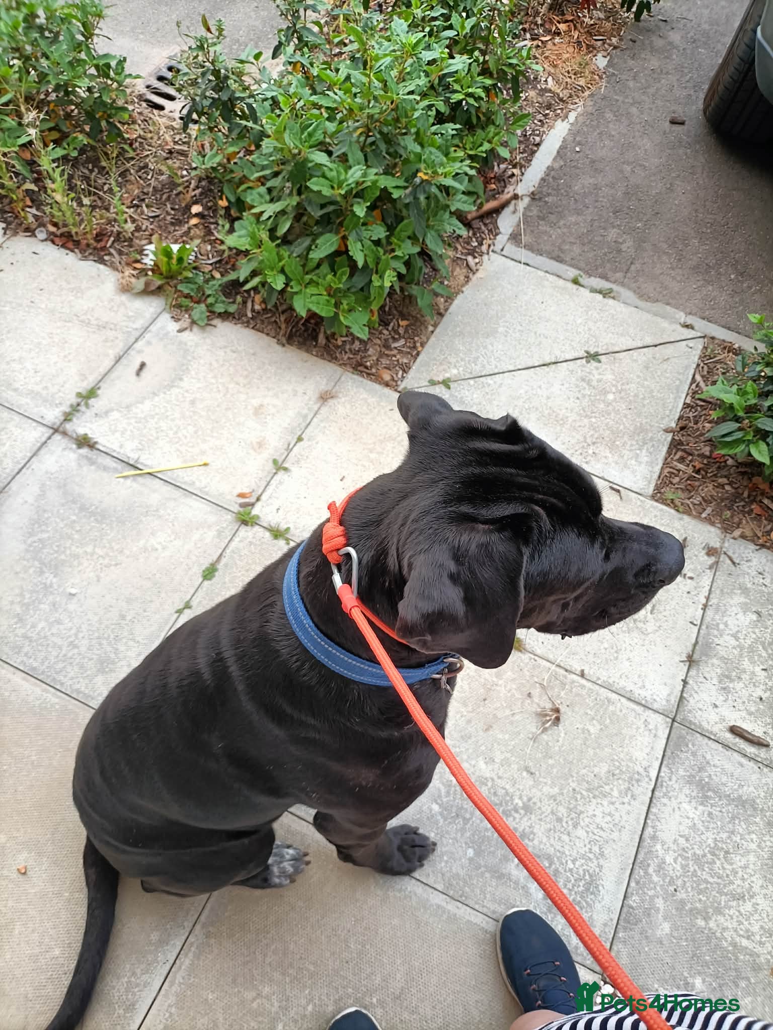 Cane Corso dogs Cane Corso Italian mastiff (please read) - Advert 1