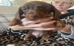 Dachshund dogs for sale: Dachshund 2 girls  - Image 9