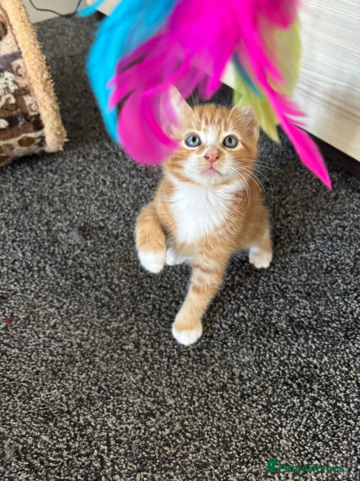Mixed Breed cats 🐾 Lovely Kittens Looking for a Loving Home 🐾 - Advert 2
