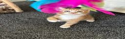 Mixed Breed cats for sale: 🐾 Lovely Kittens Looking for a Loving Home 🐾 - Advert 2