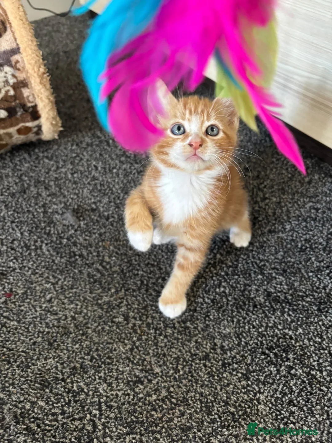Mixed Breed cats for sale: 🐾 Lovely Kittens Looking for a Loving Home 🐾 - Advert 2