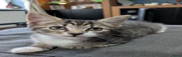 Mixed Breed cats for sale: 3 beautiful adorable kittens  in Bicester - Advert 9
