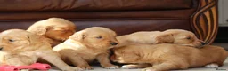 Golden Retriever dogs for sale: Dark Red KC Reg Working Golden Retriever Puppies - Advert 6