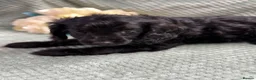 Cavapoo dogs for sale: Beautiful Cavapoo puppies - Advert 22