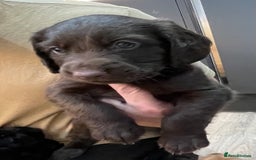 Mixed Breed dogs for sale: Cocker gold maraner - Image 16