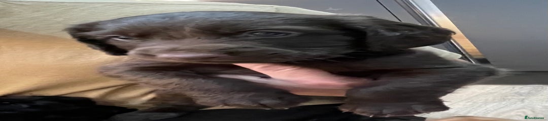 Mixed Breed Brown Puppy 