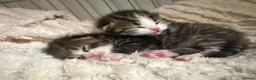 British Shorthair cats for sale: British shorthair mix  - Advert 2