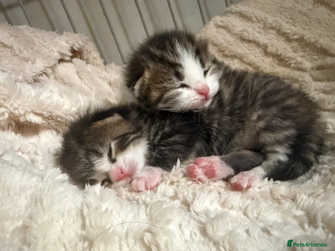 British Shorthair cats for sale: British shorthair mix  - Advert 2