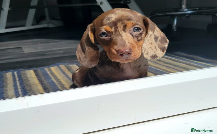 Dachshund dogs - Advert 3