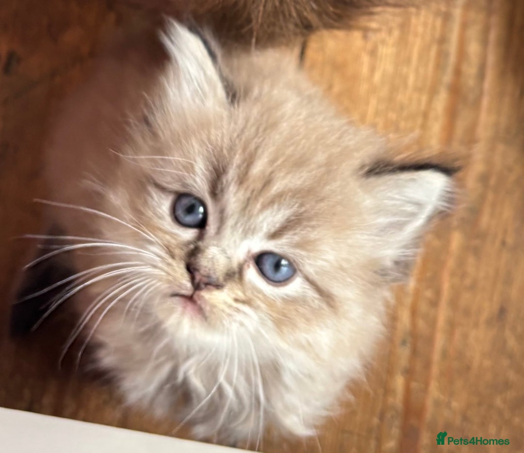 Perdoll cats for sale: Luxury Perdoll Kitten READY NOW  - Advert 28