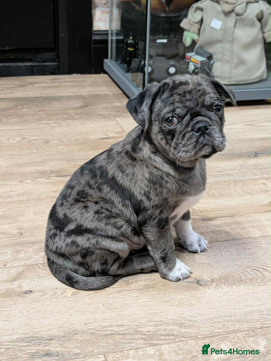 Pug dogs for sale: Loving Home Needed for Our Beautiful Puppy –Albert - Advert 2