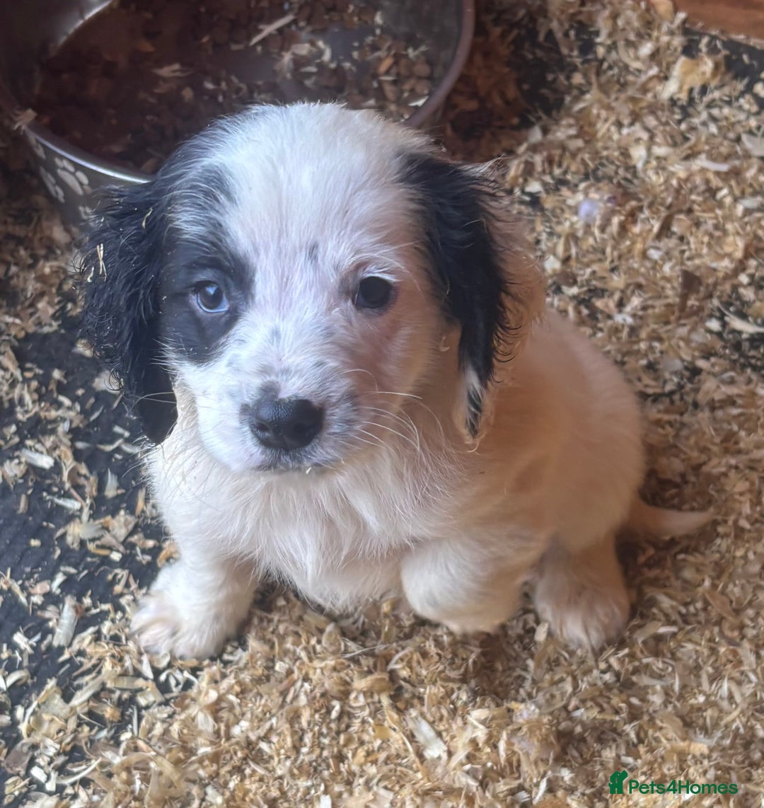 Cocker Spaniel dogs for sale: Cocker spaniels ready to go  - Advert 3