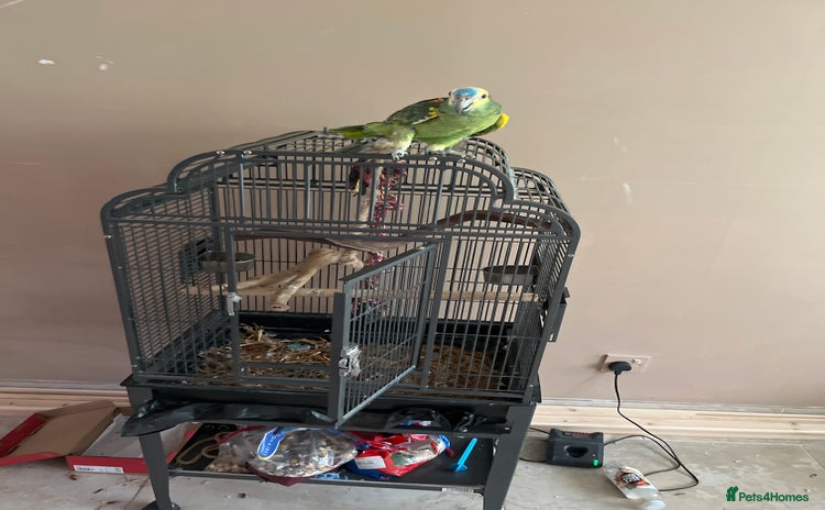 Parrots birds - Advert 10