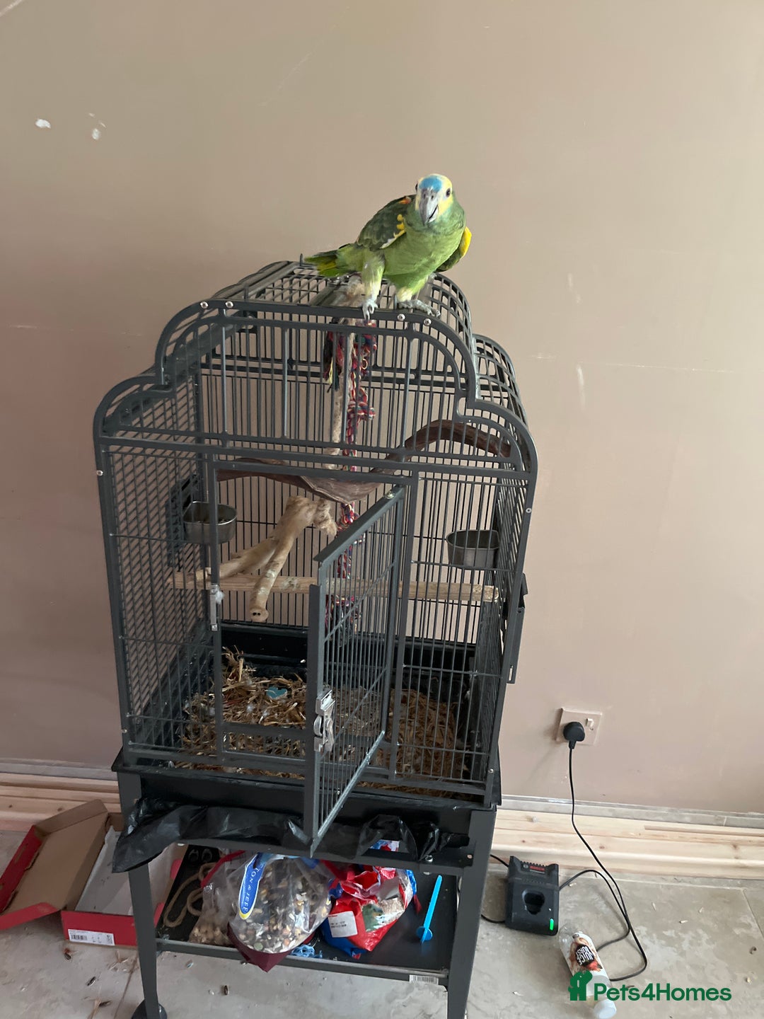Parrots birds for sale: Blue fronted amazon - Image 1