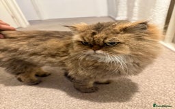 Mixed Breed cats for sale: Chinchilla x Persian female  - Image 7
