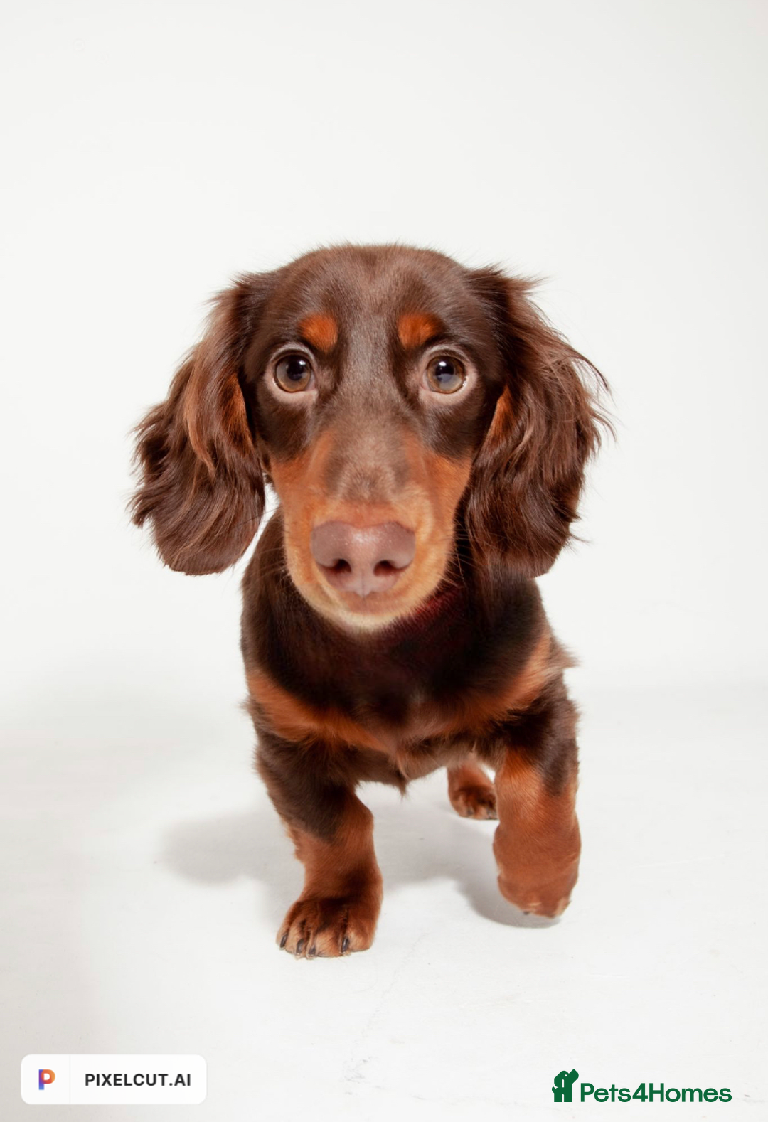 Miniature Dachshund dogs for stud: Rolo the long haired dachshund  in Pentre - Image 2