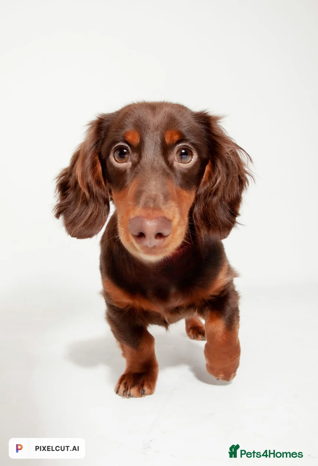 Miniature Dachshund dogs for stud: Rolo the long haired dachshund  in Pentre - Advert 5