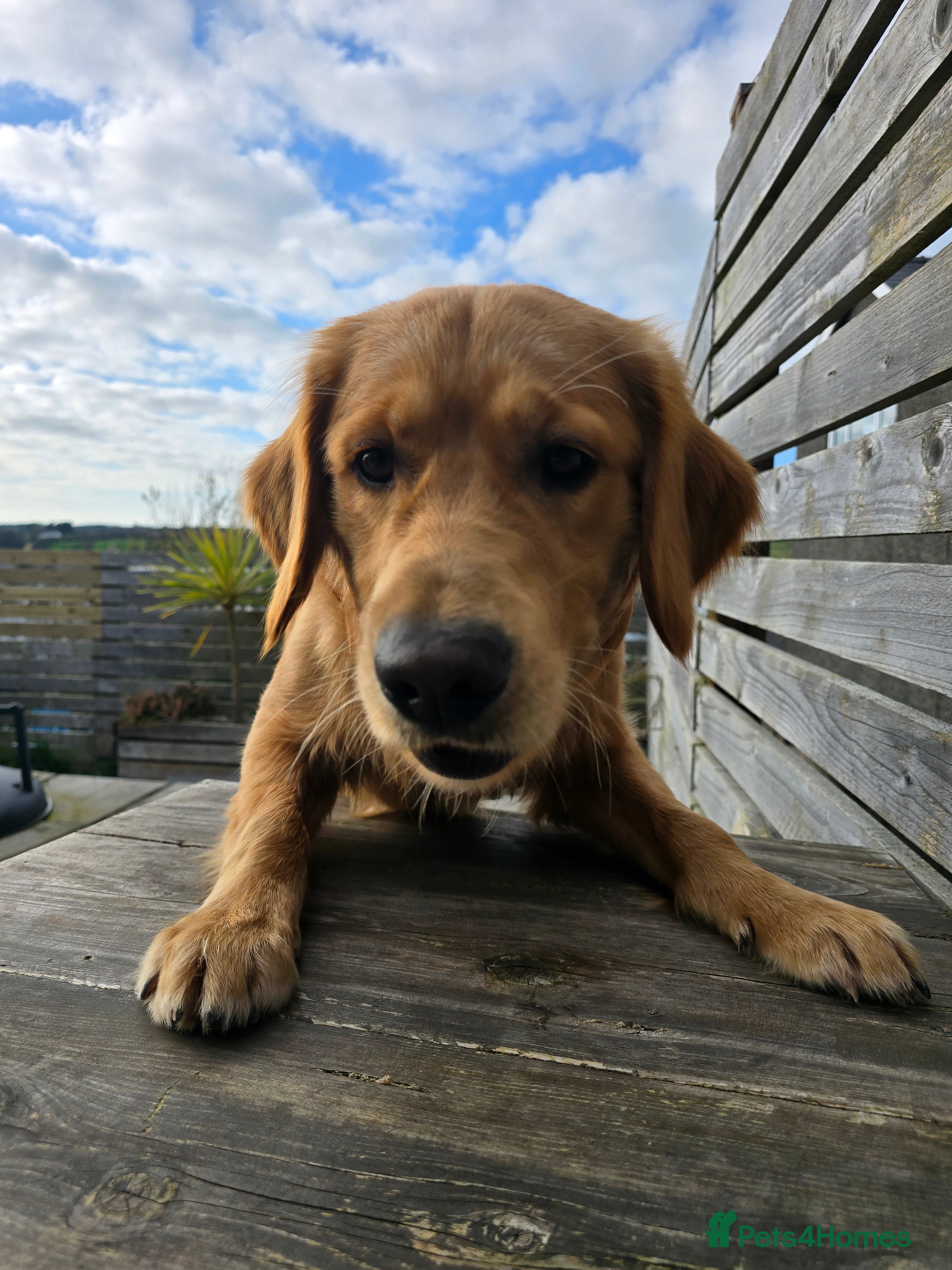 Golden Retriever dogs 8 Month Old Golden Retriever  in Y Felinheli - Advert 1