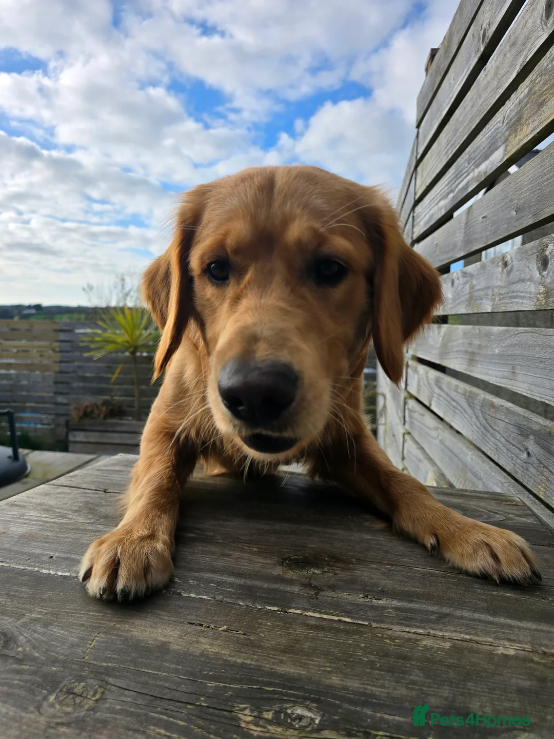 Golden Retriever dogs for sale: 8 Month Old Golden Retriever  - Advert 1