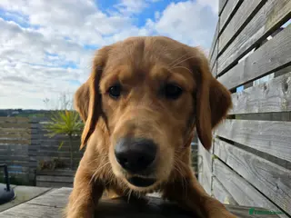 Golden Retriever dogs 8 Month Old Golden Retriever in Y Felinheli - Advert 1