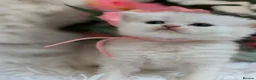 British Longhair cats for sale: BEAUTIFUL BRITISH SHORTHAIR & LONGHAIR KITTENS  - Advert 24