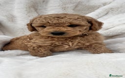 Australian Labradoodle dogs for sale: Mini Australian Labradoodles - Image 3