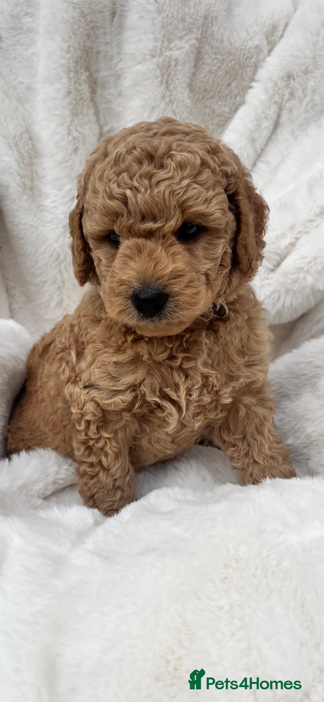 Australian Labradoodle dogs for sale: Mini Australian Labradoodles - Image 3