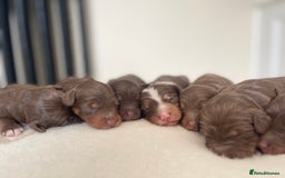 Bordoodle dogs for sale: OUTSTANDING *TRI COLOUR* MINIATURE BORDOODLES - Image 9