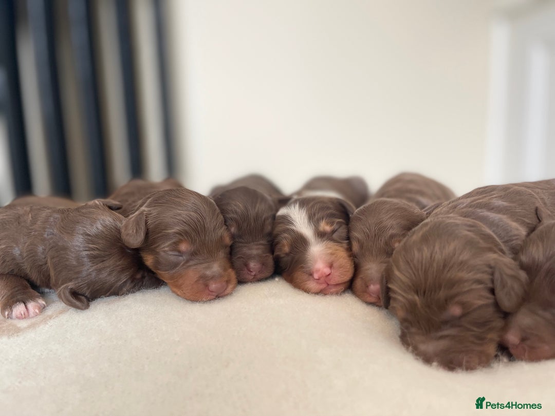 Bordoodle dogs for sale: OUTSTANDING *TRI COLOUR* MINIATURE BORDOODLES - Image 9