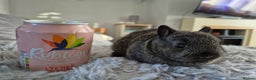 Netherland Dwarf rabbits for sale: Beautifull   **   netherland dwarf tiny babys - Advert 2
