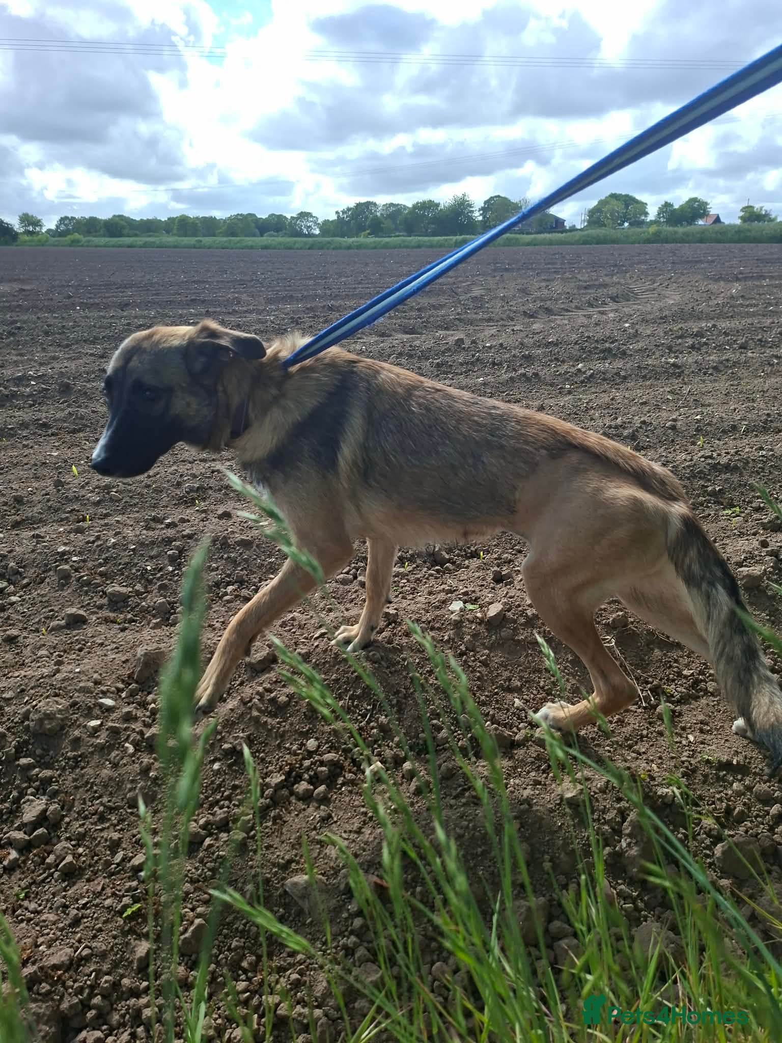 Mixed Breed dogs for adoption: Rox - north Walsham Norfolk  in North Walsham - Advert 8