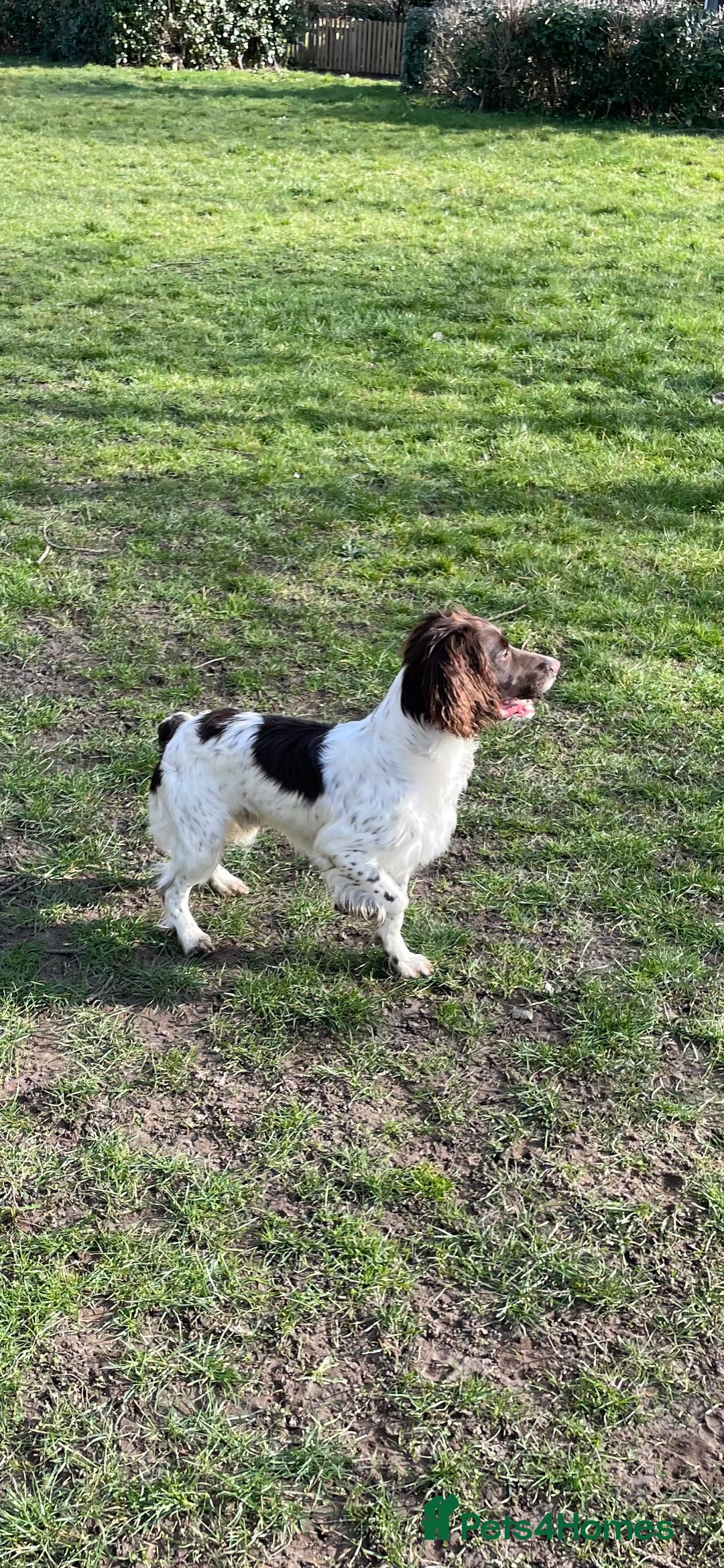 English Springer Spaniel dogs for sale: Liver & White Springer spaniel, Male, 18 months - Advert 1